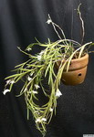 Dendrobium_parciflorumPB105