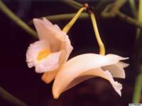 dendrobium_parciflorumkp_small.jpg