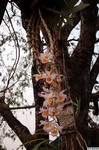 Dendrobium_pendulumPB3825