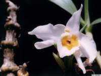 dendrobium_pendulumkp_small.jpg