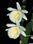 dendrobium_polyanthumpo_49img0020_small.jpg