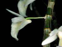 dendrobium_polyanthumpo_49img0021_small.jpg