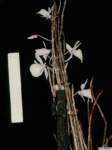 dendrobium_polyanthumpo_73img0040_small.jpg