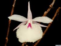 dendrobium_polyanthumpo_73img0042_small.jpg