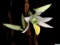 dendrobium_scabrilinguepo_36img0074_small.jpg