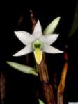 dendrobium_scabrilinguepo_36img0075