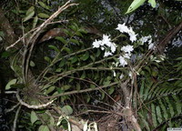 Dendrobium_schildhaueriPB1050952