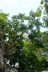 Dendrobium_schildhaueriPB1060673