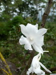 Dendrobium_schildhaueriPB1060709