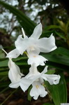 Dendrobium_schildhaueriPB1060719