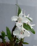 Dendrobium_schildhaueriPB1070366