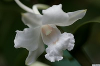 Dendrobium_schildhaueriPBO9I0586