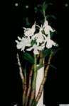 dendrobium_schildhaueripo_73img0010_small.jpg