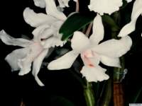 dendrobium_schildhaueripo_73img0012_small.jpg