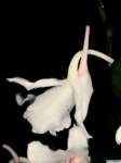 dendrobium_schildhaueripo_73img0013_small.jpg