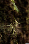 Dendrobium_strongylanthumPB1392