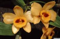 dendrobium_chrysanthumlw_1det1_small.jpg