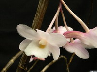 Dendrobium_cumulatumPB1050443