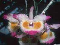 dendrobium_devonianumlw_1det1_small.jpg