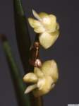 dendrobium_indivisumlw_02_1det1_small.jpg