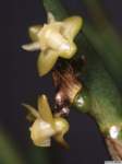 dendrobium_indivisumlw_02_2det1_small.jpg