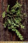 dendrobium_indivisumlw_hab1_small.jpg