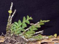 dendrobium_indivisumpb_01_small.jpg