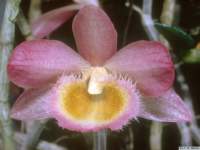 dendrobium_loddigesiilw_1det1_small.jpg