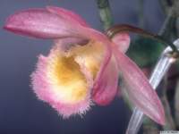 dendrobium_loddigesiilw_2det1_small.jpg