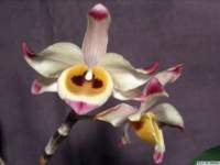 dendrobium_wardianumlw_1det1_small.jpg