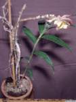 dendrobium_wardianumlw_hab1_small.jpg