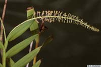 eria_oblitterata_as_mg_3463