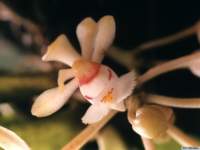 gastrochilus_obliguuskp_small.jpg