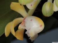 gastrochilus_obliquusas_mg_1784