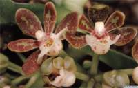 gastrochilus_acutifoliuslw_01_2det1_small.jpg