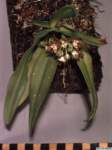 gastrochilus_acutifoliuslw_01_hab1_small.jpg