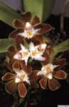 gastrochilus_acutifoliuslw_02_1det1_small.jpg