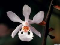 holcoglossum_subulifoliumkp