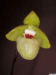 paphiopedilum_malipoensepo_14img0085_small.jpg