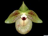 paphiopedilum_malipoensepo_39img0011_small.jpg