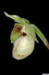 paphiopedilum_malipoensepo_39img0012_small.jpg