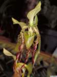 paphiopedilum_parishiipo_14img0066_small.jpg