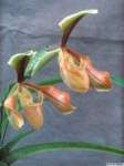 paphiopedilum_villosum_villosumlw_01_1det1_small.jpg