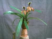 paphiopedilum_villosum_villosumlw_01_hab1_small.jpg