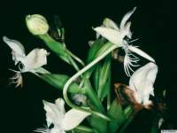 pecteilis_susannaepo_76img0029_small.jpg