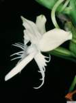 pecteilis_susannaepo_76img0033_small.jpg