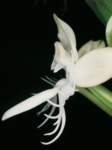 pecteilis_susannaepo_76img0035_small.jpg