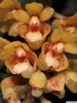 pomatocalpa_spicatumlw02_1det1_small.jpg