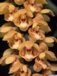pomatocalpa_spicatumlw03_det1_small.jpg