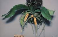 pomatocalpa_spicatumlw03_hab1_small.jpg